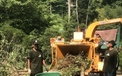 Tree Removal, Pruning & Stump Grinding Contractor in East Haven, CT