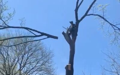 How Much Does it Cost to Remove a Tree in New Haven, CT?