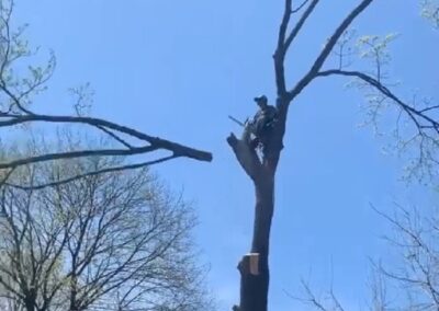 Tree Removal Services in East Haven, CT