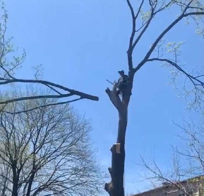 How Much Does it Cost to Remove a Tree in New Haven, CT?