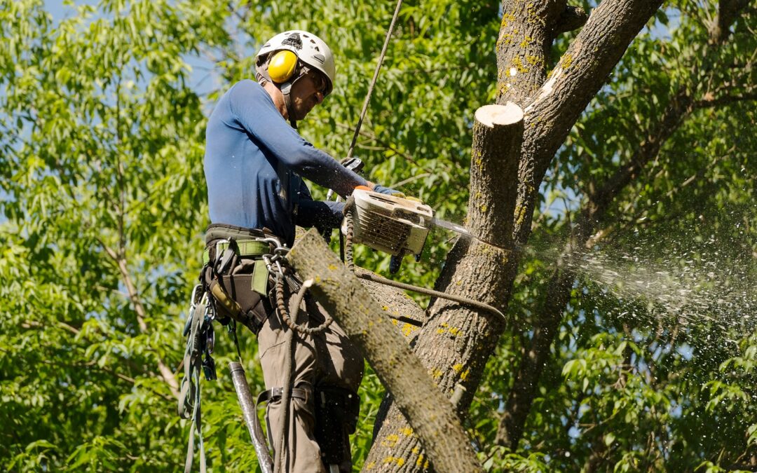 East Haven Tree Removal Services by Sarango Landscaping and Tree Removal