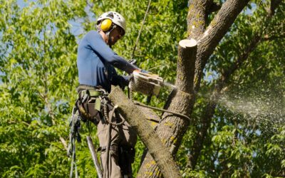 How Much Does Large Tree Removal Cost in East Haven, CT?