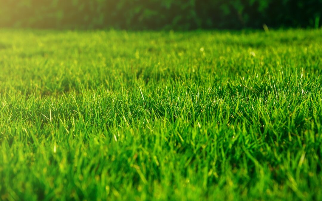 Lawn Care Maintenance | Fertilizing Programs | Lawn Mowing in New Haven, CT