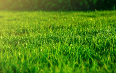 Lawn Care Maintenance | Fertilizing Programs | Lawn Mowing in New Haven, CT