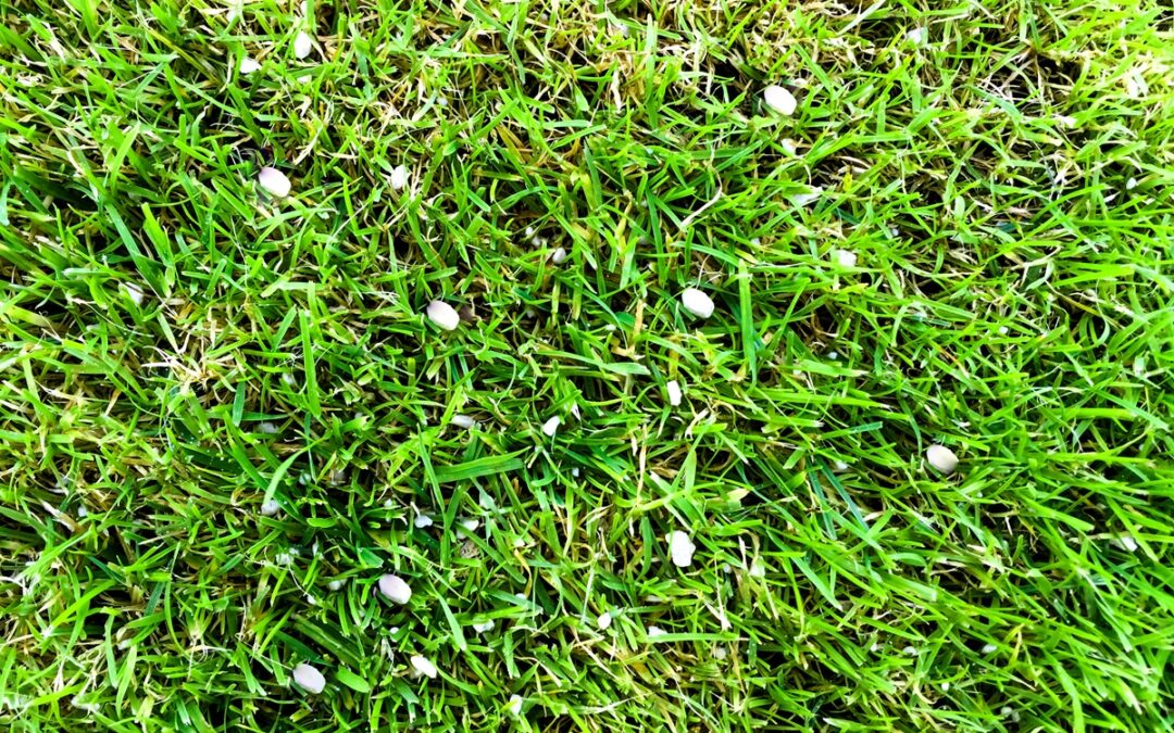 Lawn Fertilization and Weed Control Programs in New Haven, CT